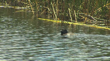 Musk Duck