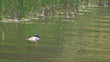 Musk Duck