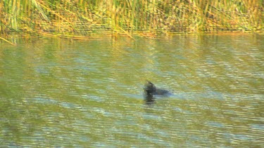 Musk Duck