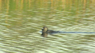 Musk Duck