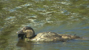 Musk Duck