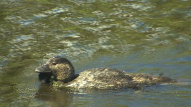 Musk Duck