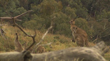 Western Grey Kangaroo