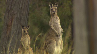 Western Grey Kangaroo