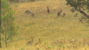 Western Grey Kangaroo