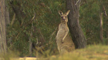 Western Grey Kangaroo