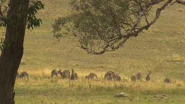 Western Grey Kangaroo