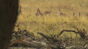 Western Grey Kangaroo