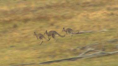 Western Grey Kangaroo