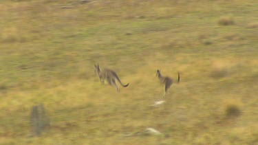 Western Grey Kangaroo