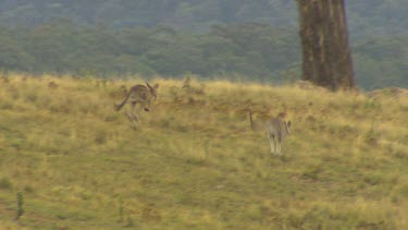 Western Grey Kangaroo