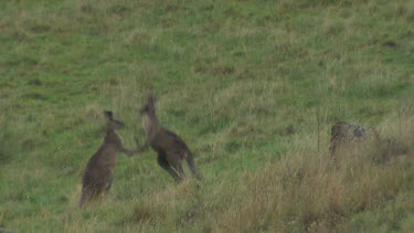 Western Grey Kangaroo