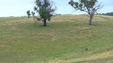 Western Grey Kangaroo