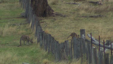 Western Grey Kangaroo