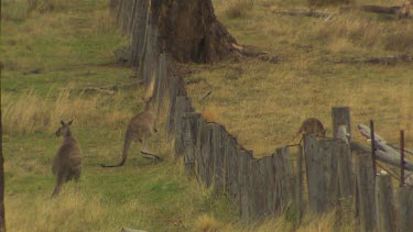 Western Grey Kangaroo