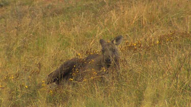 Western Grey Kangaroo