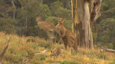 Western Grey Kangaroo