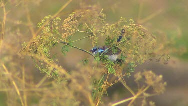 Superb Fairy-wren