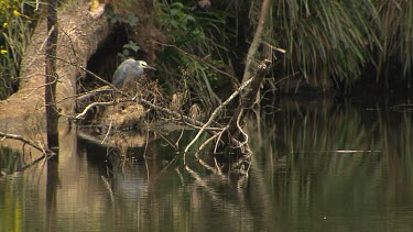 White-faced Heron