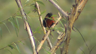 Western Rosella