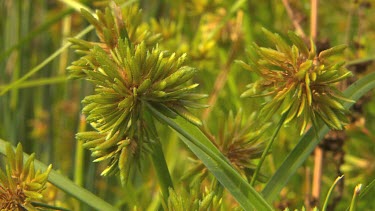 Flora