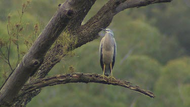 White-faced Heron