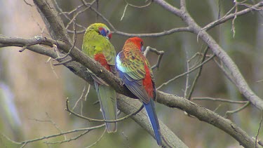 Male Western Rosella and Female Western Rosella