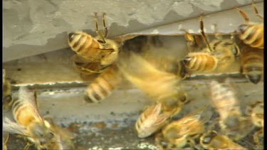 Bees in man made hives