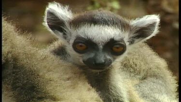 Lemurs with babys in groups