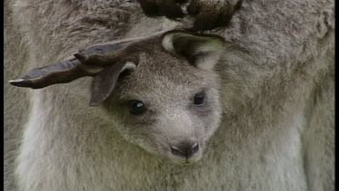 Kangaroos with joeys in pouches