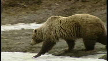 Mother bear with Cub playing around