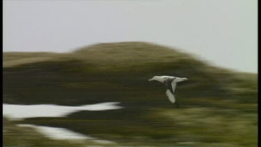 Wandering Albatross Flying & Walking