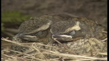 Birds nesting, eating & Flying