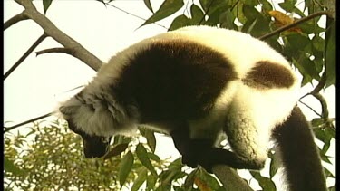 Lemurs playing in trees