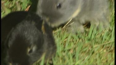 Rabbits running in grass