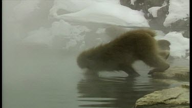 Variety of Animals Drinking