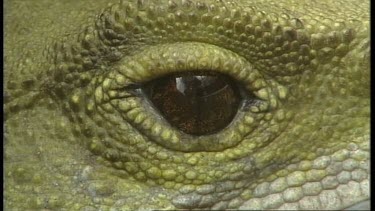 Tuatara Closeups & Eating