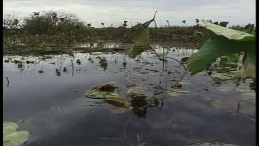 Salt Water Crocodiles