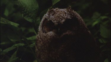 Great Horn Owl Chick