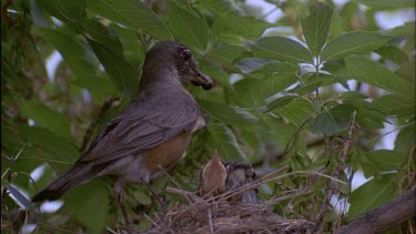 Adult robin feeding chicks