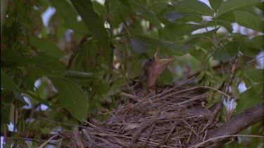 Robin Chicks in nest