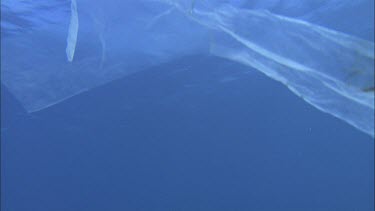 Water surface from below. A plastic packet bag floats above.