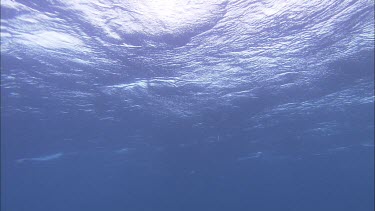 Water surface from below.  Beautiful. Sunlight filtering through rolling waves above.
