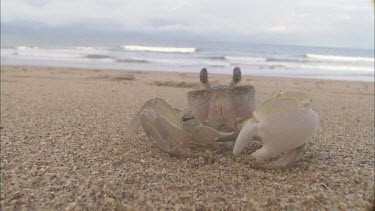 Translucent Ghost crab Ocypode on flat sandy beach see close up of sand particles. Ghost crab has one large claw. See clearly eyes at end of long stalks. Locked off shot. Eating something or cleaning...