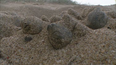 Close up of turtle hatchlings slowly coming out of their sandy nest.