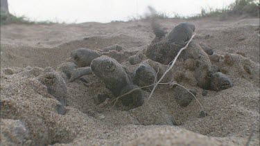 Turtle hatchlings slowly coming out of their sandy nest. Hatching