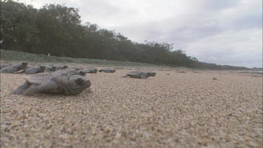 Mass of turtle hatchlings heading for the ocean They fight for space and crawl and clamber over each other. Low angle. The race for the sea. Long shot perspective of beach.