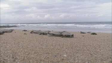 Mass of turtle hatchlings heading for the ocean They fight for space and crawl and clamber over each other. Low angle. The race for the sea. Long shot perspective of beach.