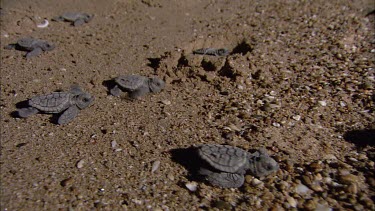 Loggerhead turtles hatchlings at night make their way over pebble beach