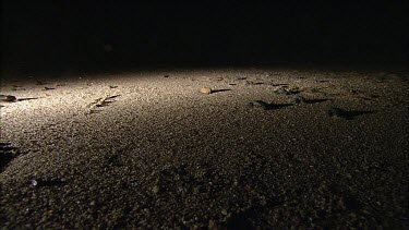 Loggerhead turtle hatchlings at night make their way over pebble beach
